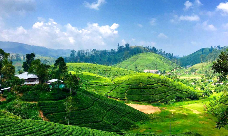 Ella Hills